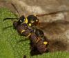 Eumenes subpomiformis